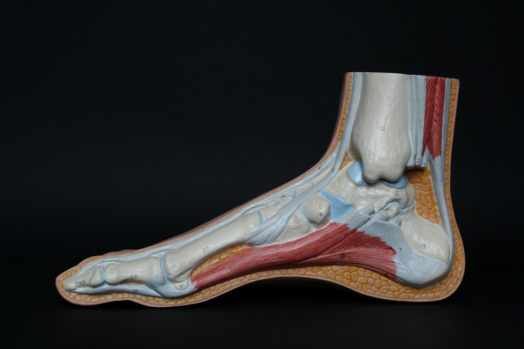 Anatomical model showing the structure of the human foot and ankle from a lateral view
